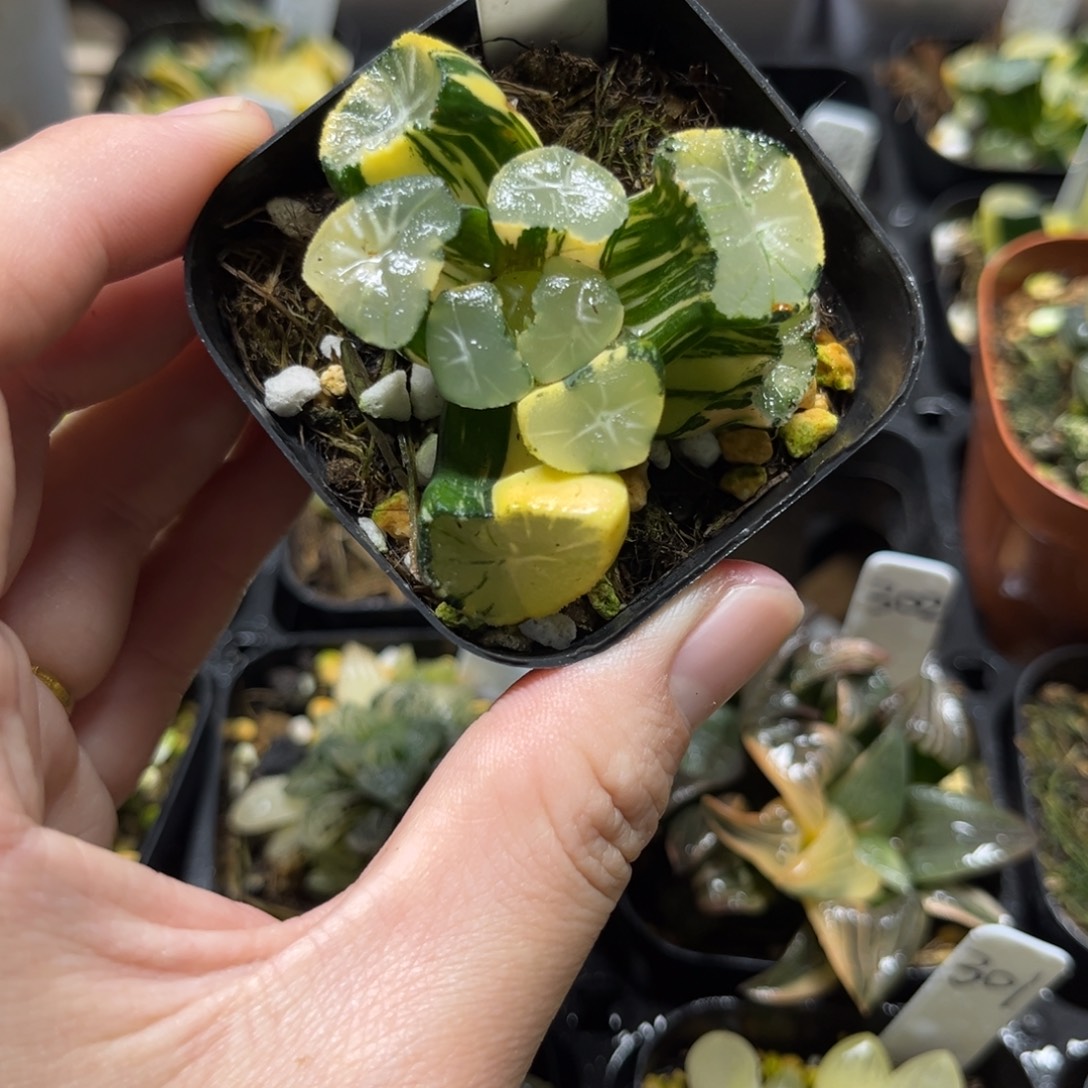 303大窗级上斑玉龙万象锦一物一拍