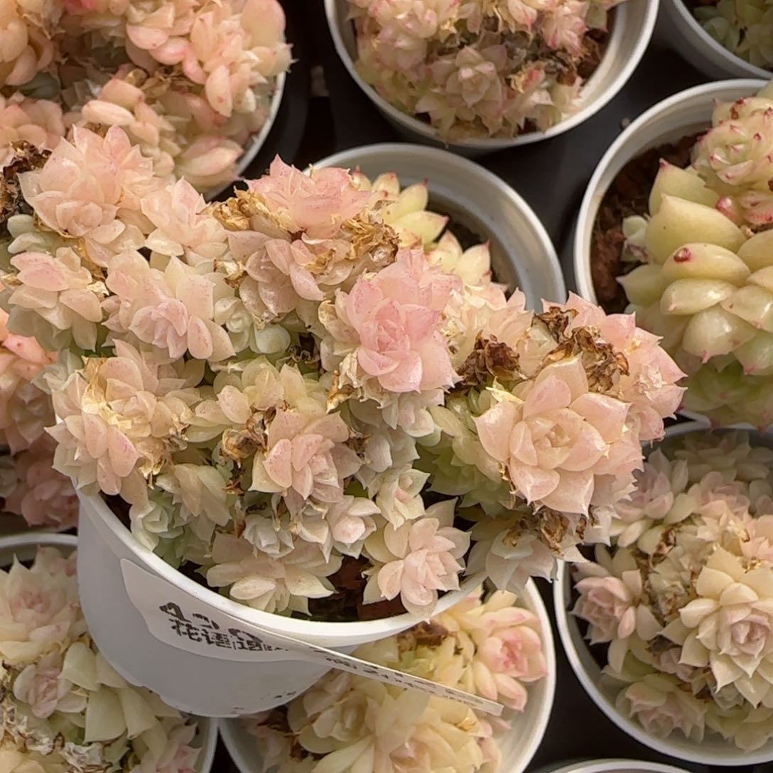 花语逸镜0212-420散