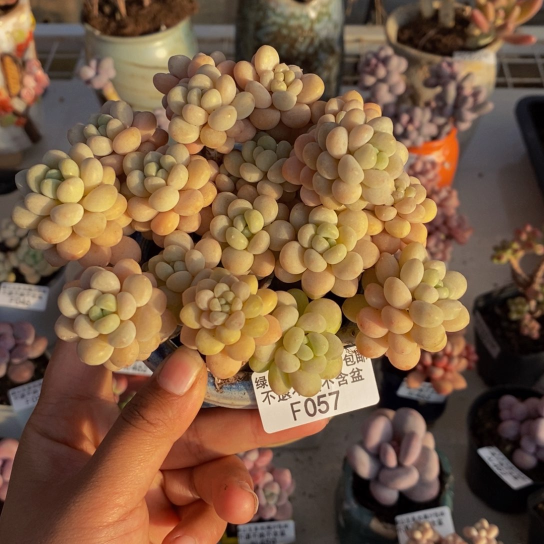 057洛可可多肉11c m