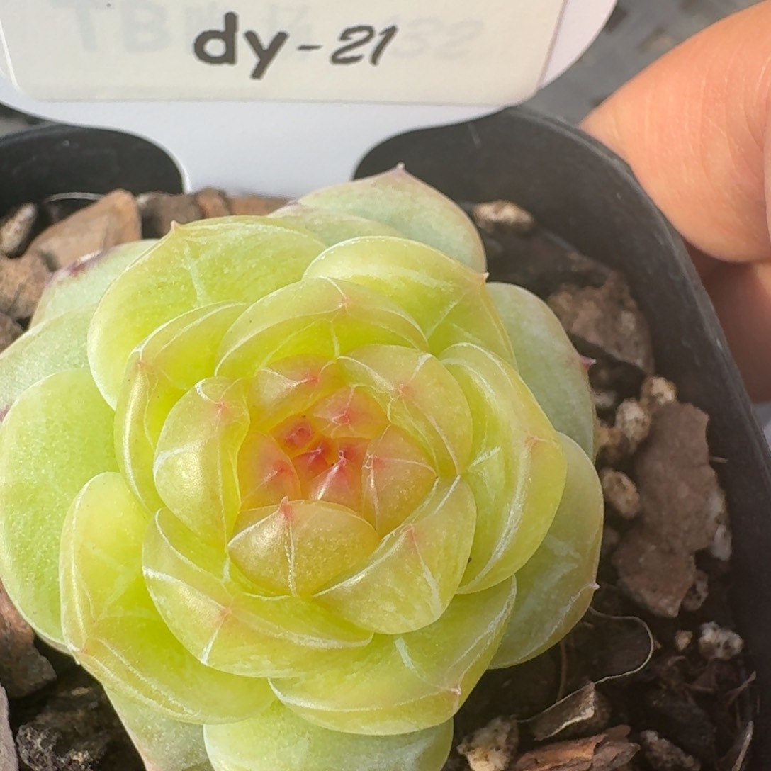 0205-021-清柳单头