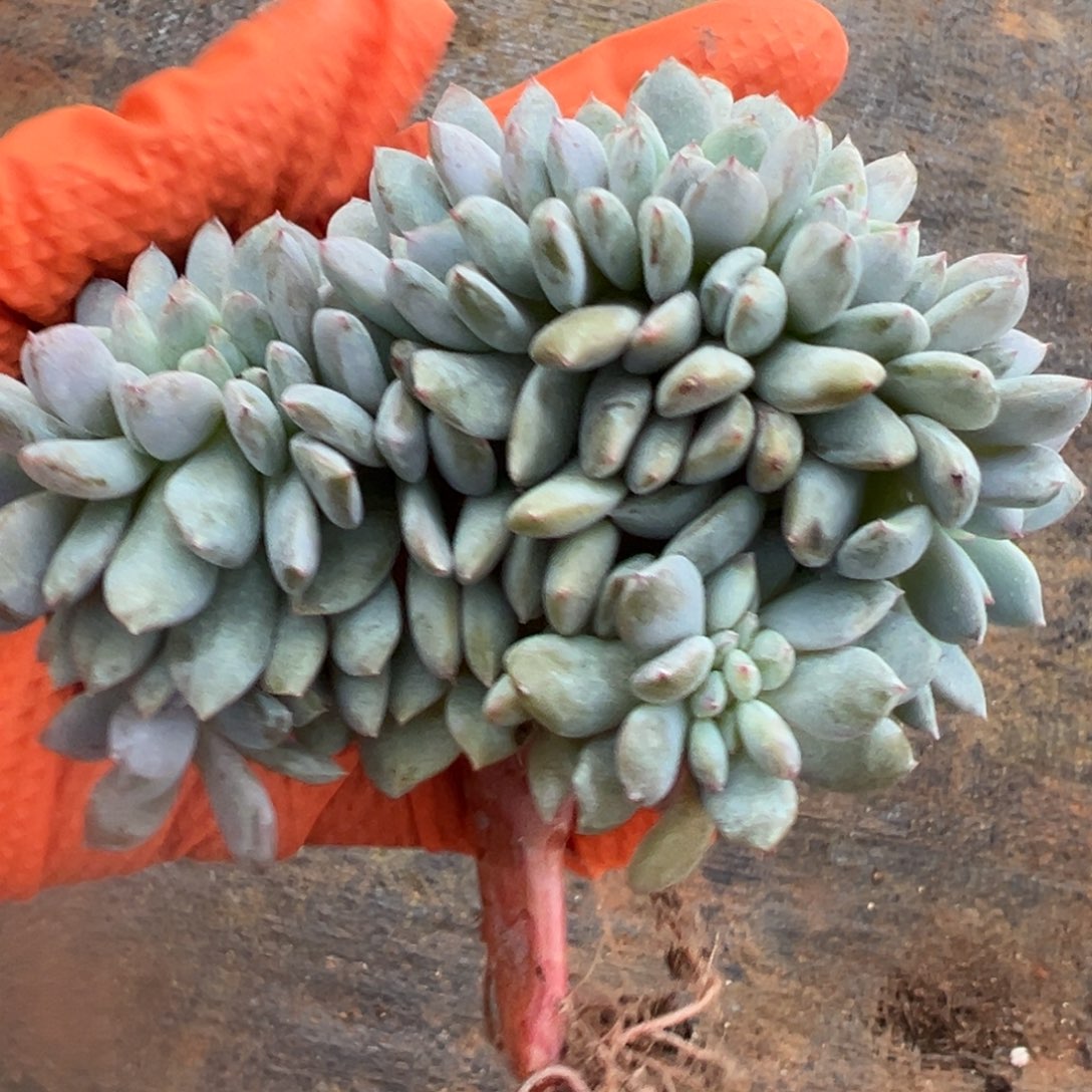 C***装帕杰罗堵门怎么看我多死了