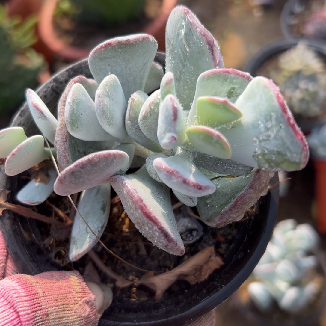 多肉植物中央音乐学院中央音乐学院