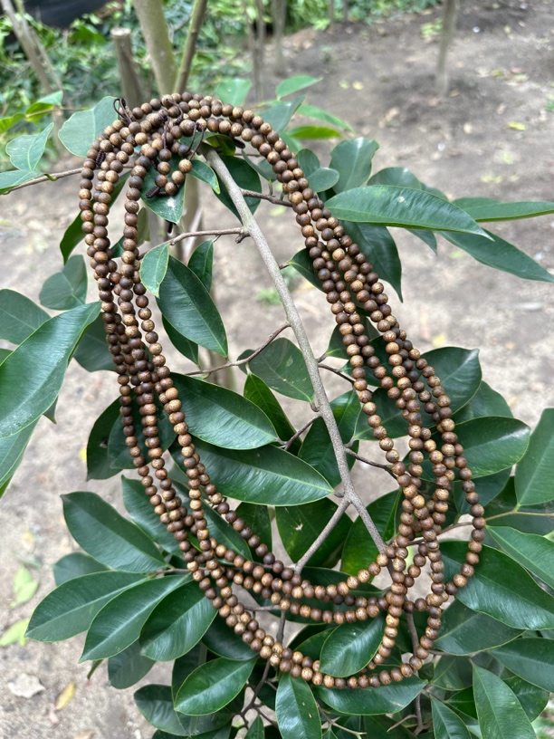 奇楠沉香圆珠长串0.6-11g+多样性发一条