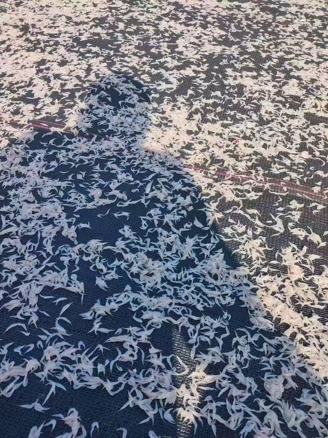 渔农自晒野生海捕虾皮