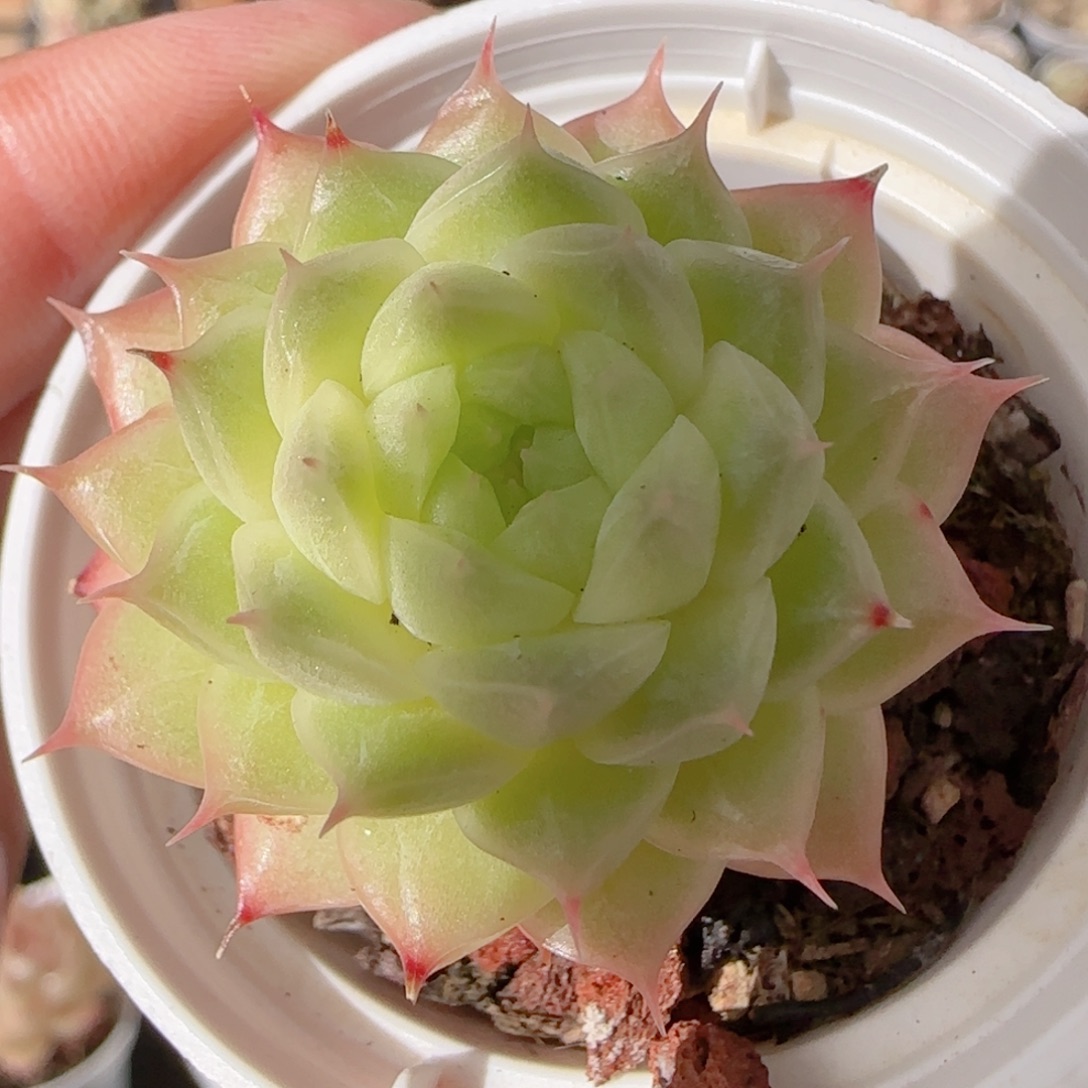 花语多肉1226-305海王