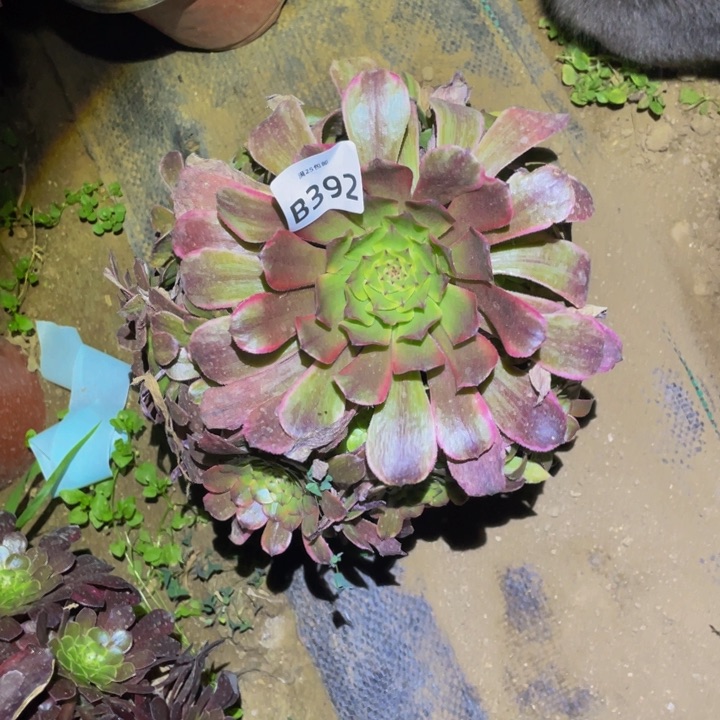 392粉舞天姬多肉植物