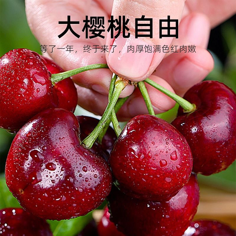 (冷链运输)果园现摘现发，脆甜爆汁大樱桃包邮到家