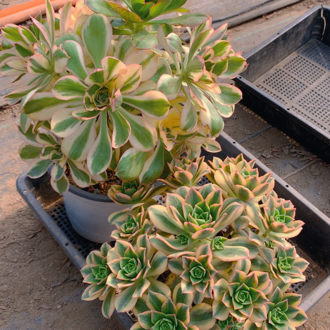 204法师组合老桩多肉