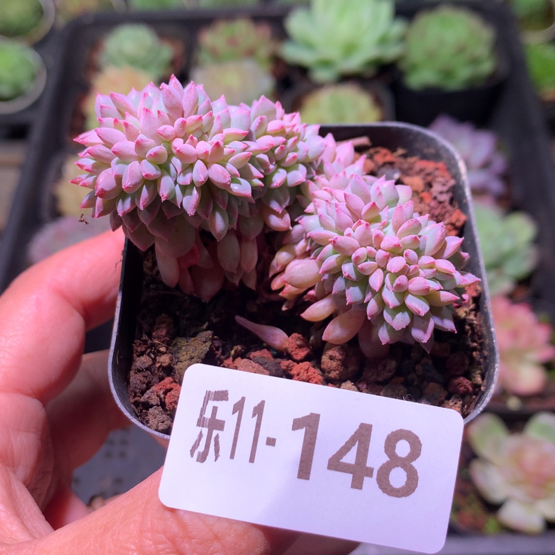 乐然11-148 莱恩小精灵缀化 