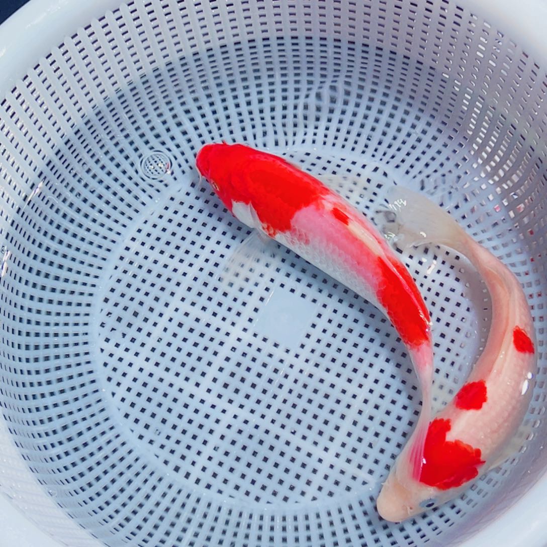 郑***）锦鲤锦鲤观赏鱼1111