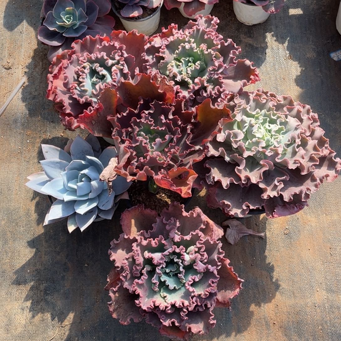 ****️12号包菜系多肉植物带赠品6棵