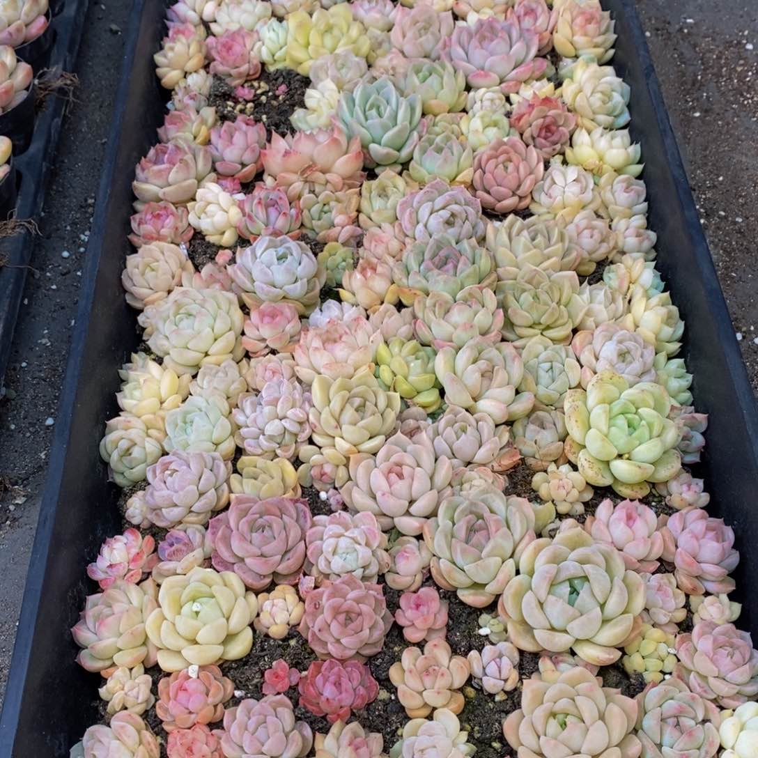 124多人受伤，你在哪里