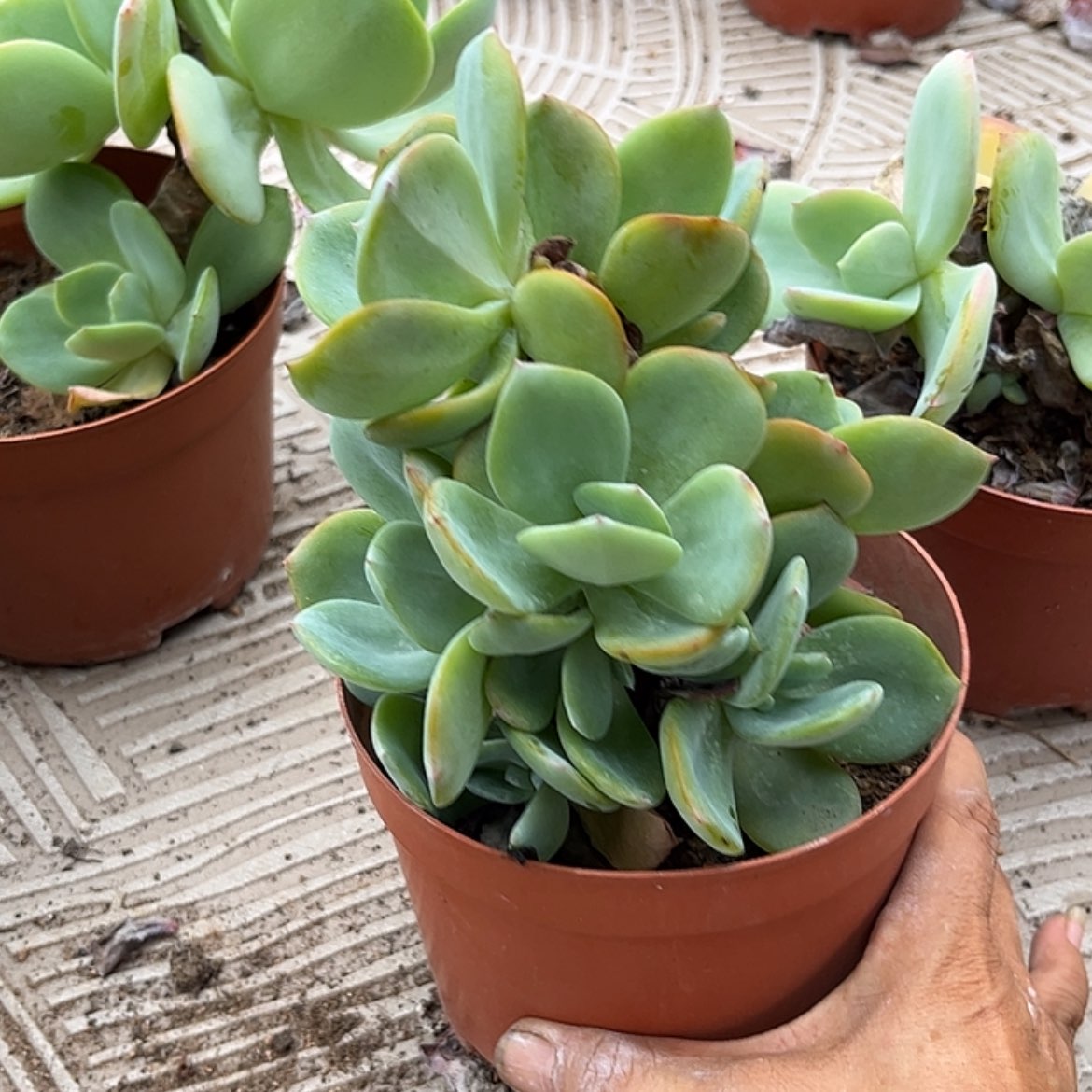 【闪购商品】无花朵银*
