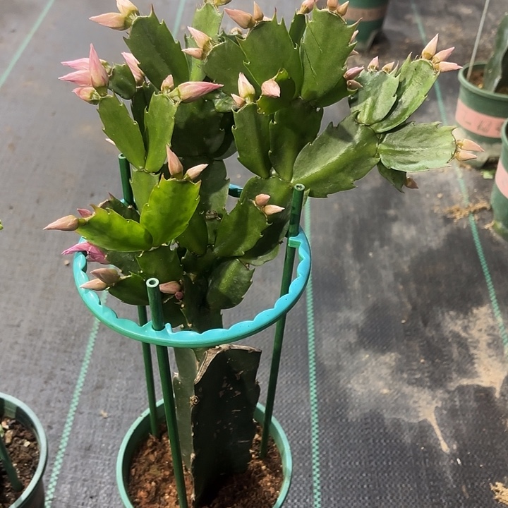 紫***藤当前无花栽培后可以开花