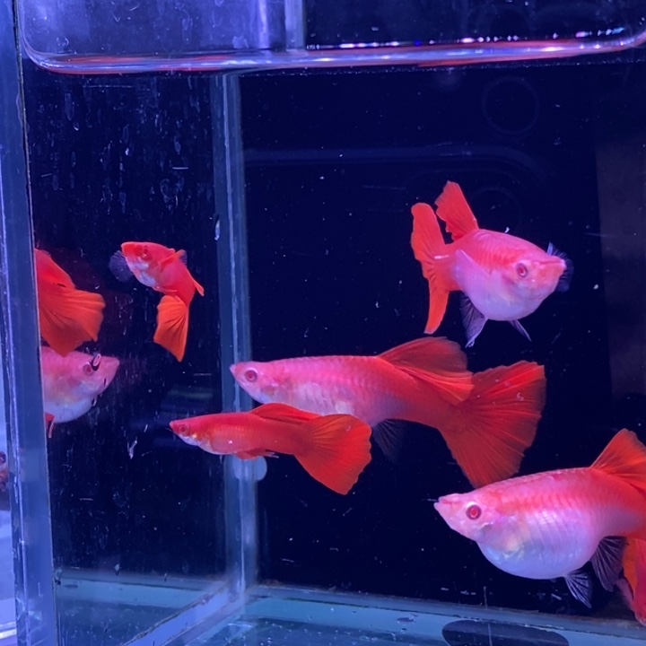 孔雀鱼紫麟血红3对