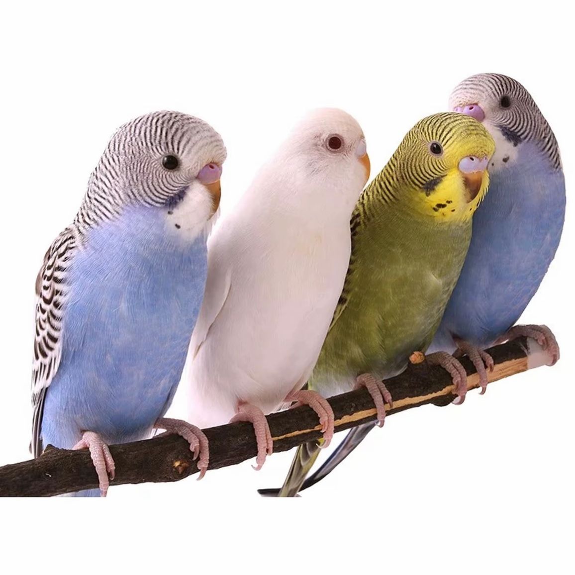 鹦鹉活体宠物鸟观赏鸟手养鹦鹉包邮活鸟 2只