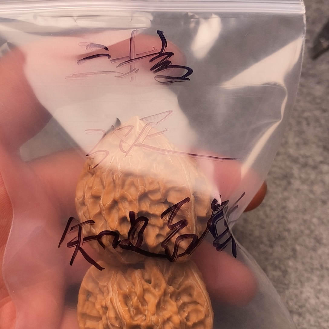 文玩核桃把件知***乐三棱