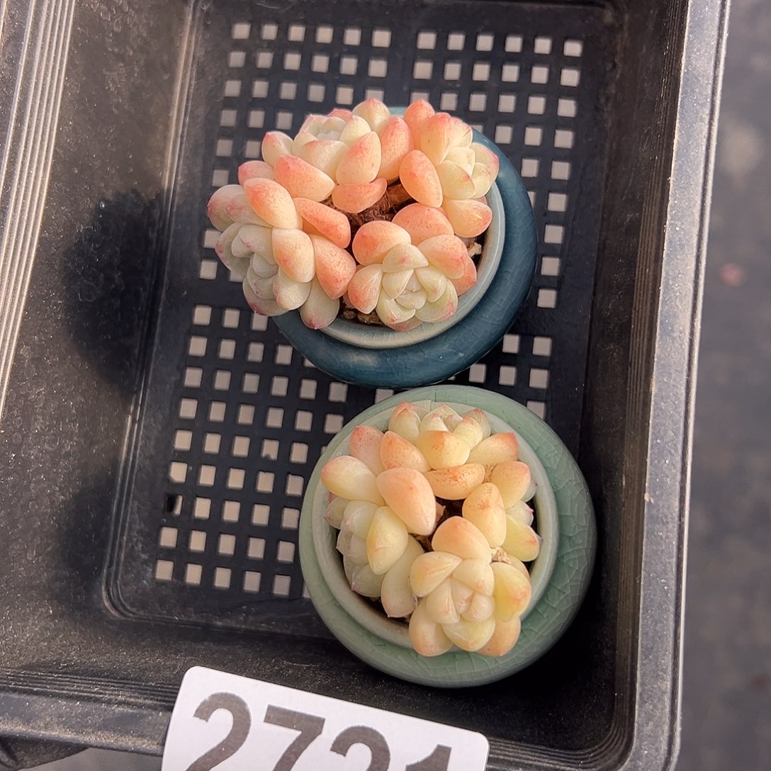 2721，俩个四头冰玉带盆发的