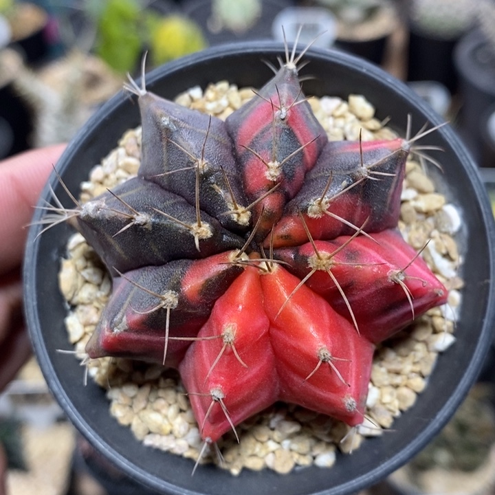 牡丹自然锦172号5.8cm