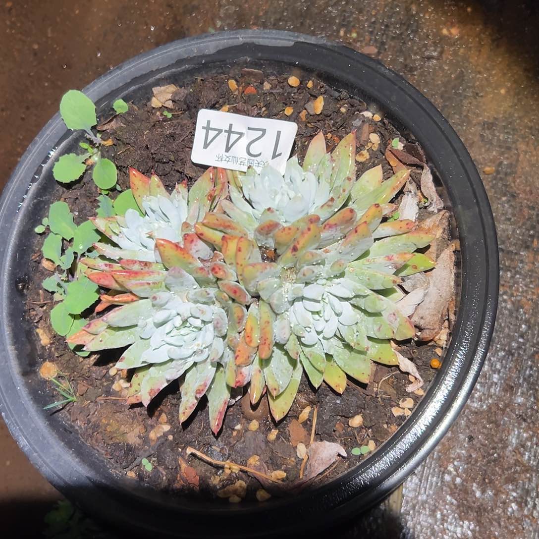 白姆仙女杯多肉。