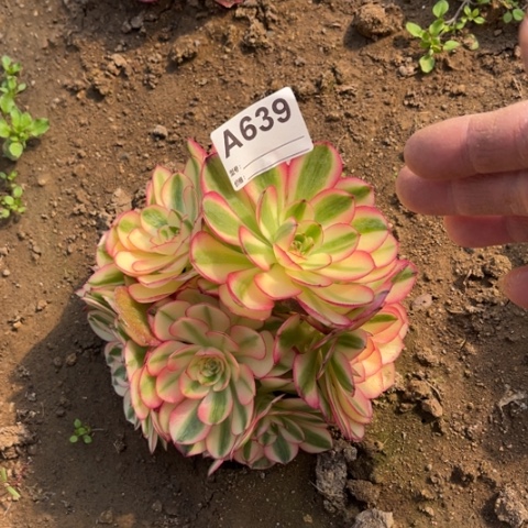 多肉植物倾城朵朵桩