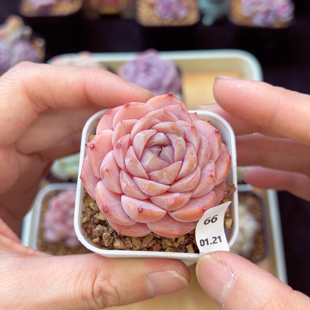 元気小桃66、哈哈哈哈