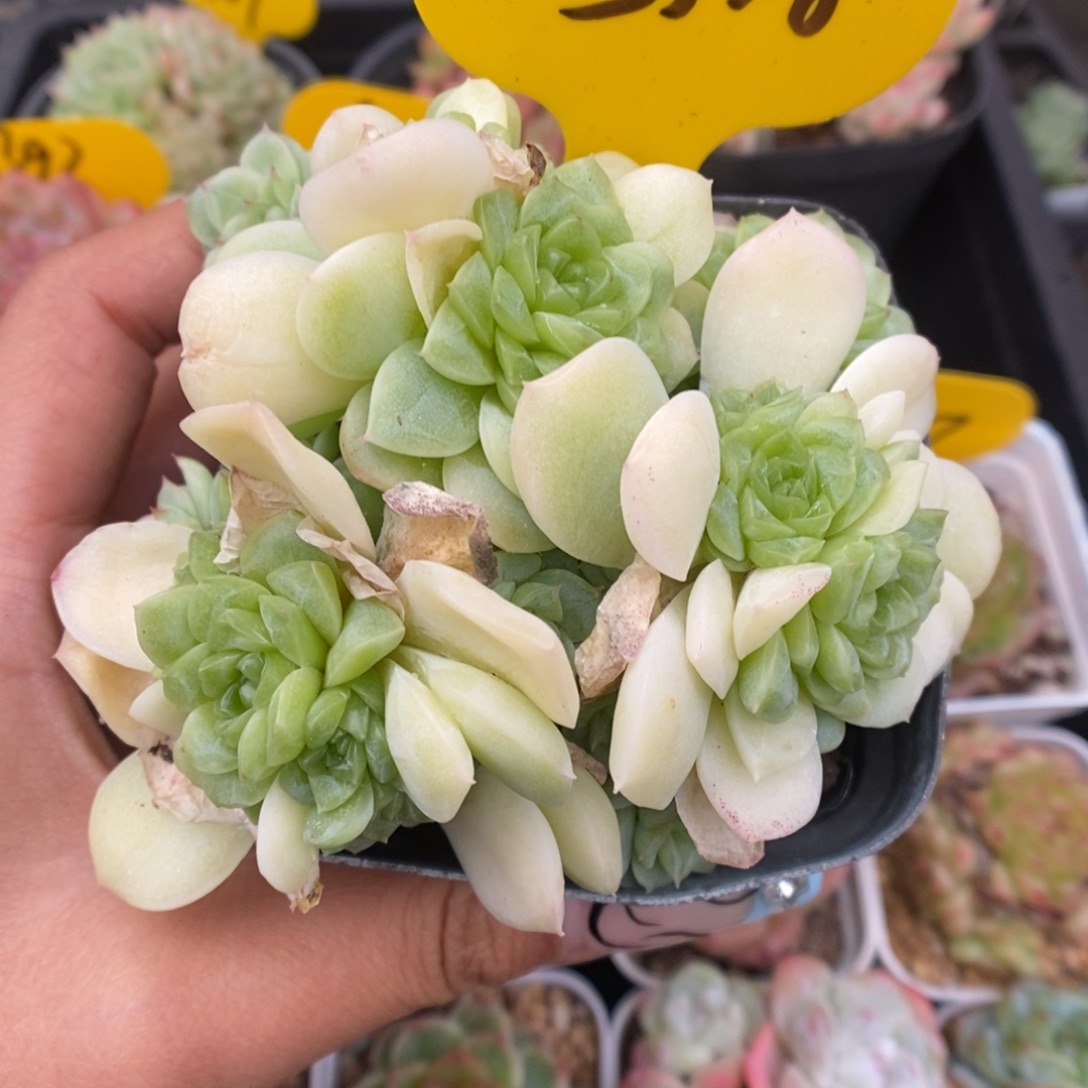 编号麦秆群生5348号
