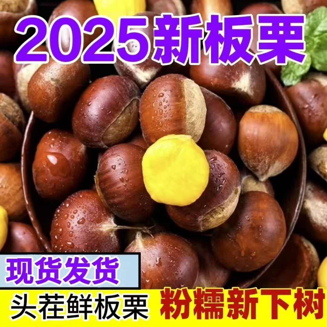 【送开果栗爪】丹 东高山老树新鲜油板栗清甜可口现摘现发
