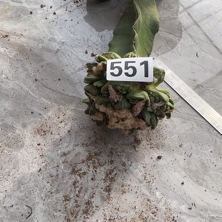 完全开放551怒涛龟甲