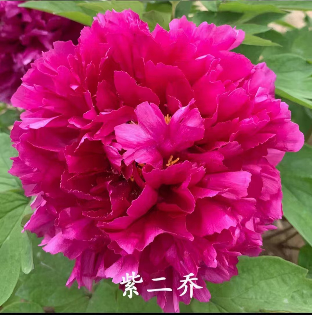 (紫二乔)盆栽牡丹大花重瓣庭院室内好养花卉绿植基地直发