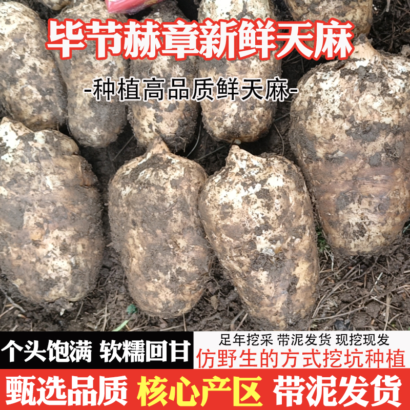 贵州新鲜天麻人工现挖现发仿野生天麻新鲜带泥原产地直销食用炖鸡
