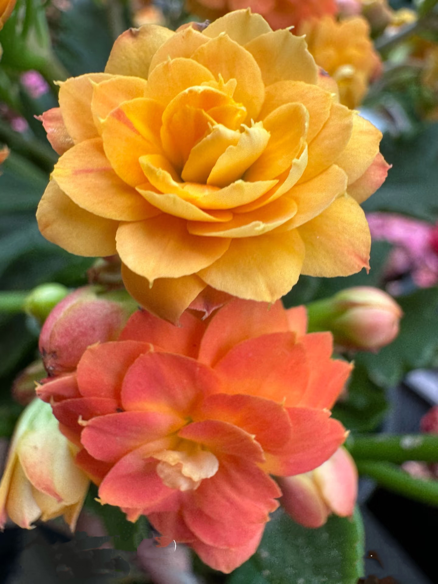 (索尔丹)110盆 长寿  稀有橙色品种  基地直发