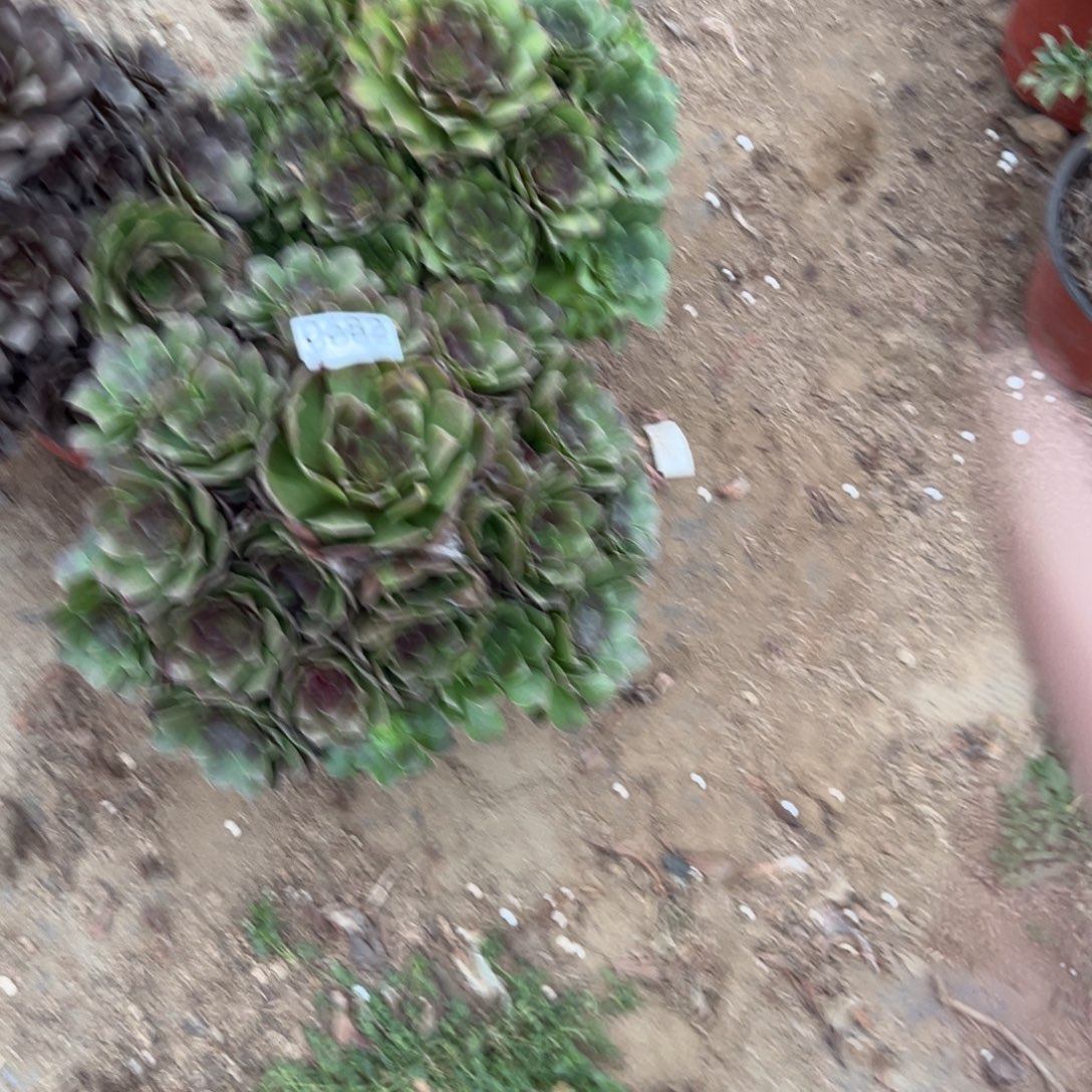 682三颗组合多肉植物法师