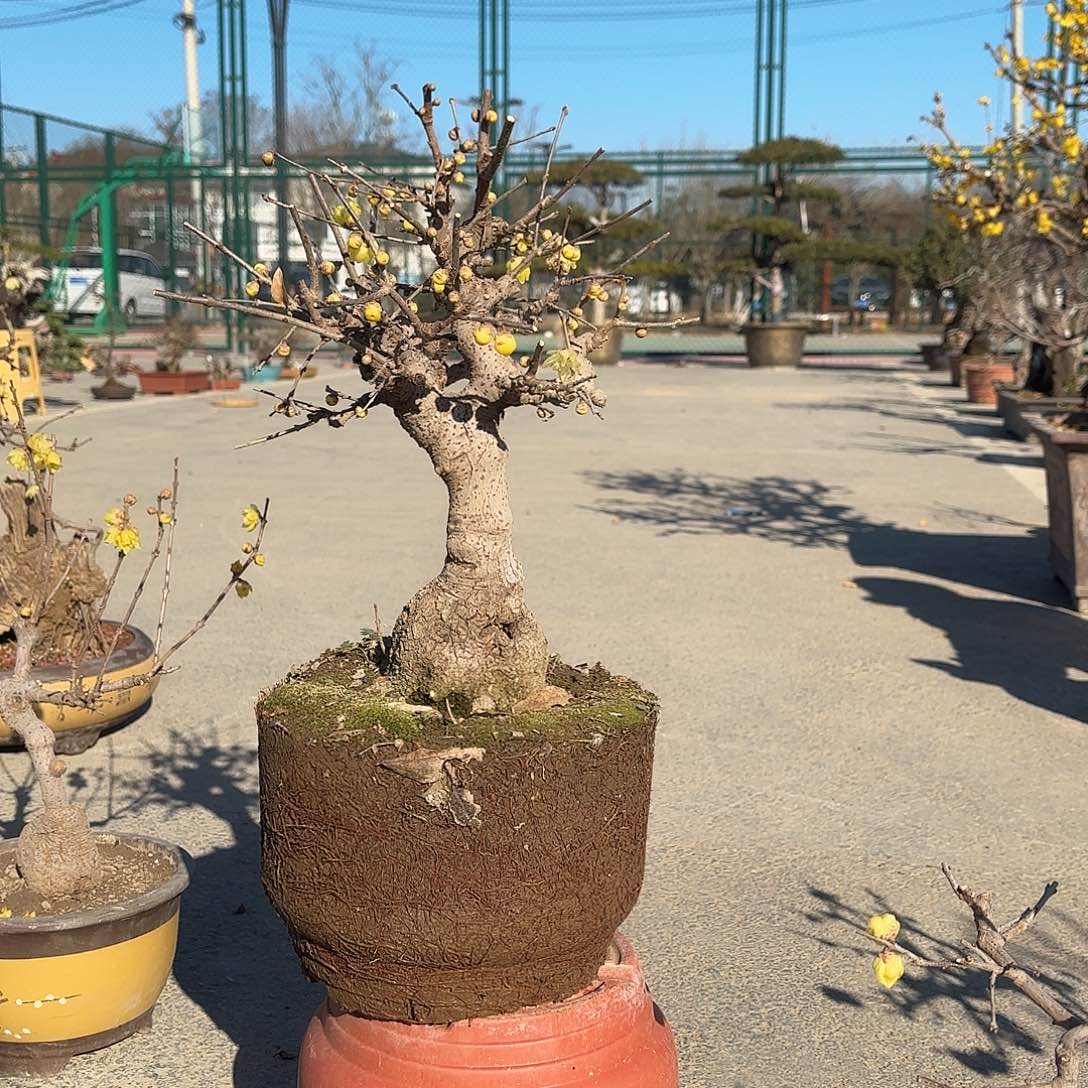 无花朵腊梅盆景造型盆栽花卉
