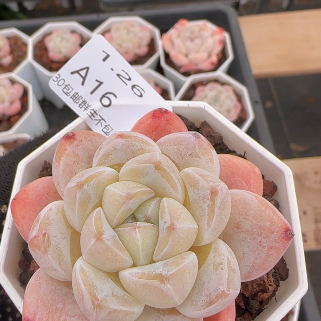 粉冰玉单头一颗脱土