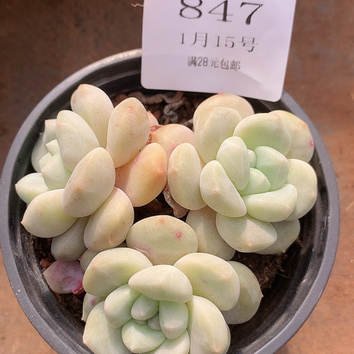 【闪购商品】云847冰城