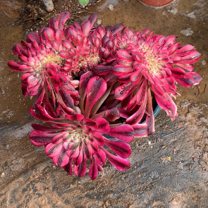 红魔缀有瑕疵多肉植物