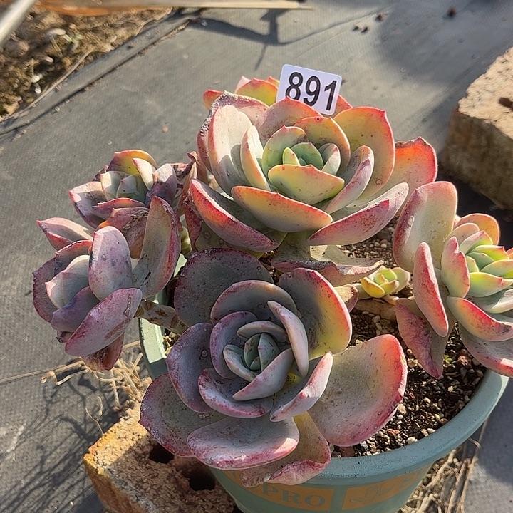 萍***美891正宫红血凤脱土发货不退不换