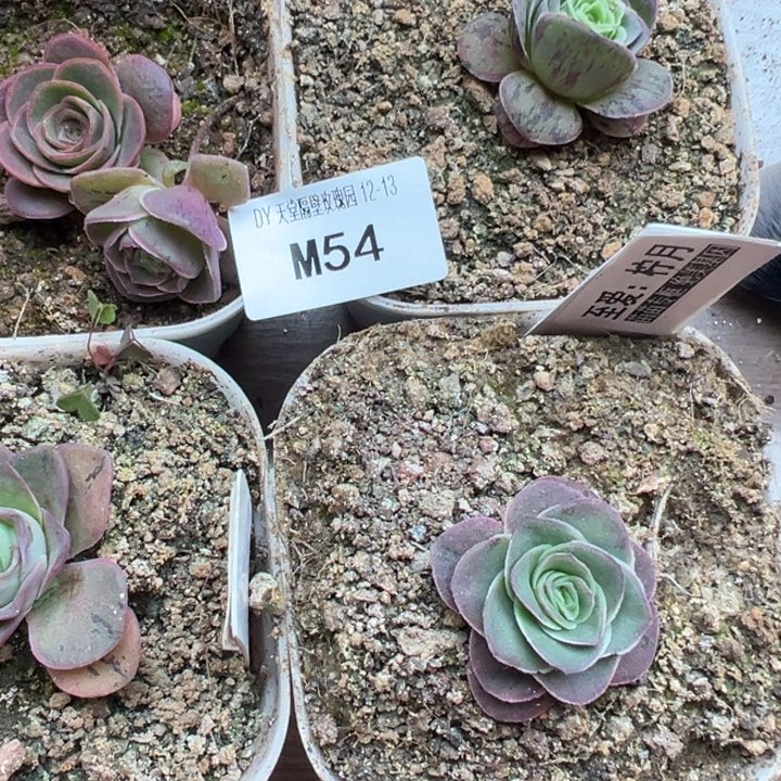 老***姐苗苗不知名小苗5颗打包54