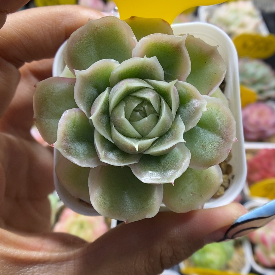 水晶虾饺914号。      