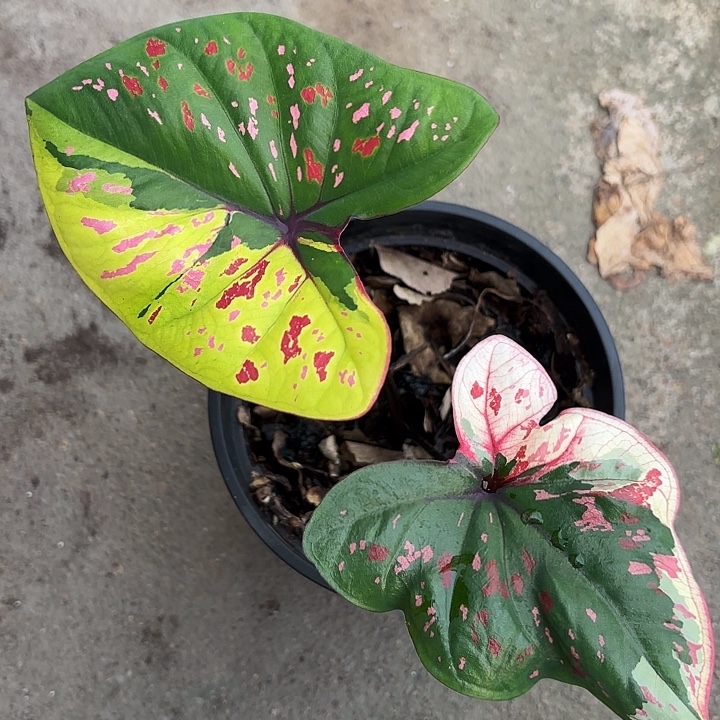 59-1121财神广东现货