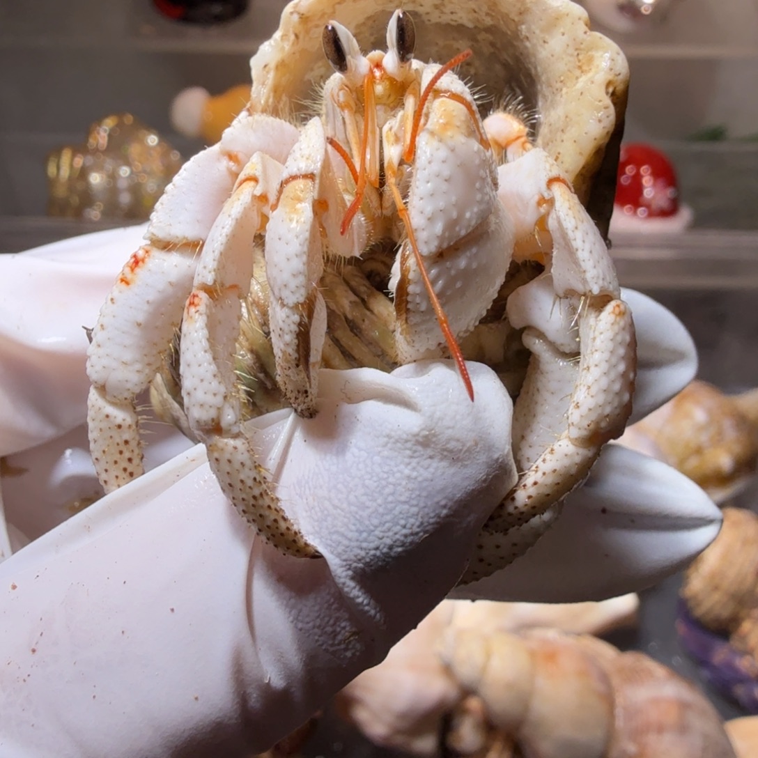 f***包豆包专 2.1口白草