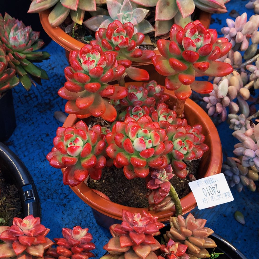 颂***！    完美仙子多肉24010