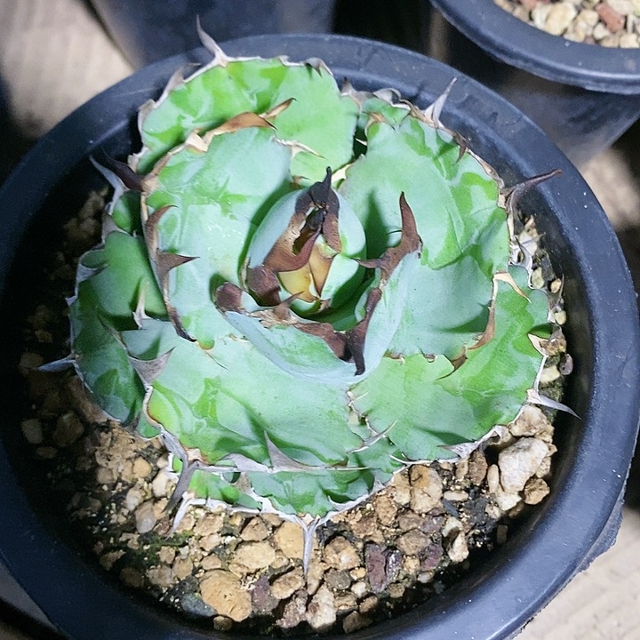 多肉植物龙蛇兰植物