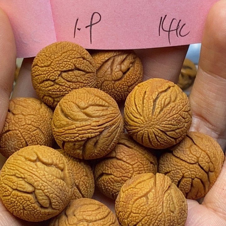 吊坠桃核秦龙纹桃核19尺寸