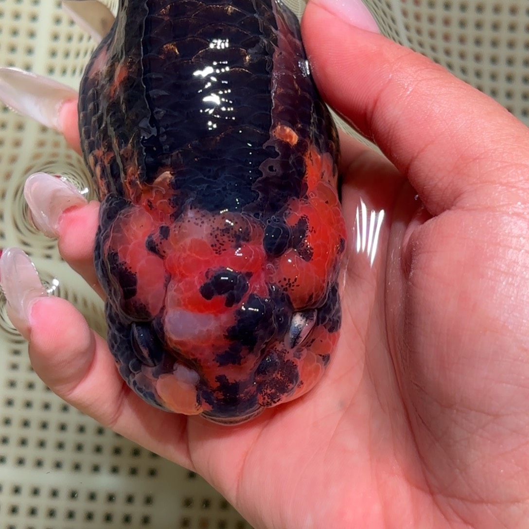 薄***凉金鱼不拍包装运费到付，拍包装包邮