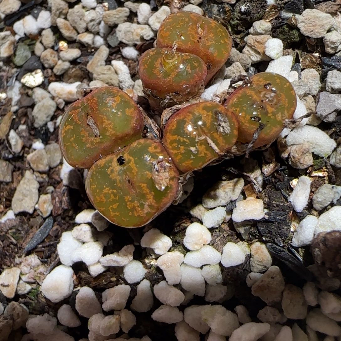 肉锥多肉植物百科-勋章1190