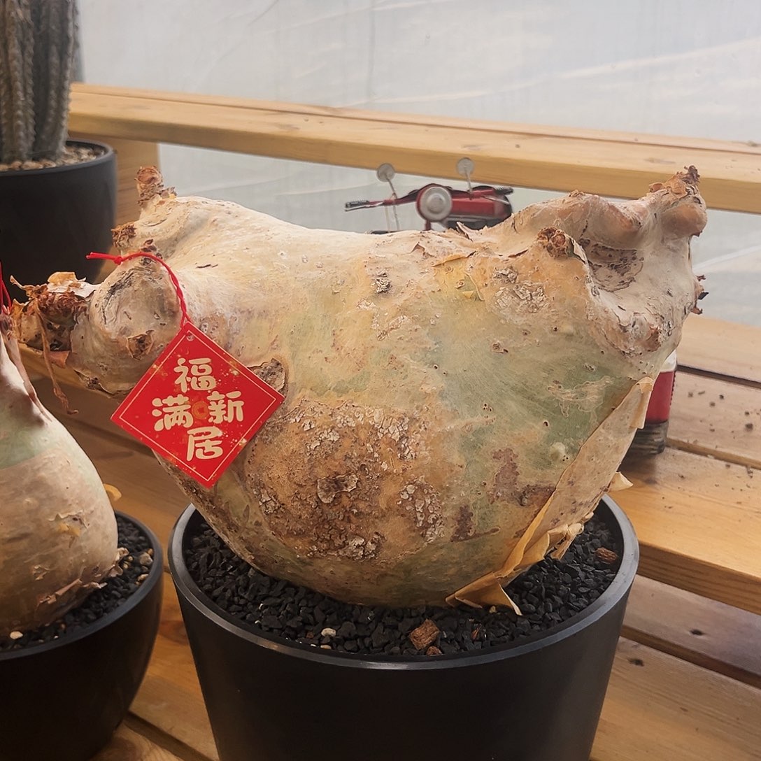 金元宝型安哥拉葡萄翁