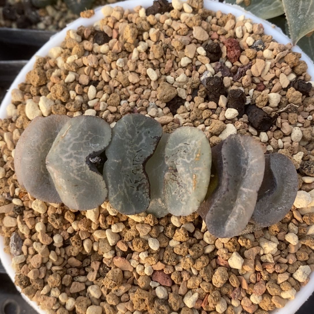 一颗大宽叶浮躁玉扇