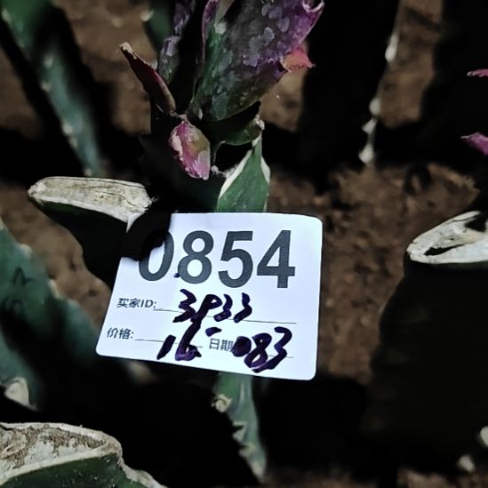 灵***灵083和050两颗零度之上包邮0854